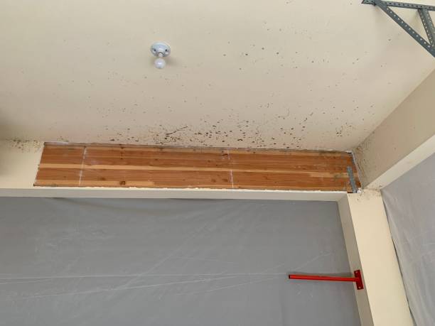 Best Water Damage & Mold Remediation  in Farmington, MO