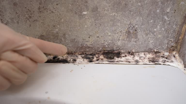 Best Mold Damage Restoration  in Farmington, MO