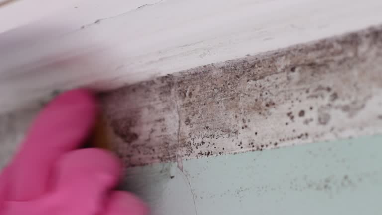 Best Real Estate Mold Inspection  in Farmington, MO